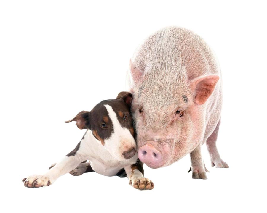 Tratamiento del hipotiroidismo y hipertiroidismo